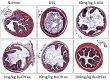Fig. 10