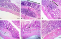 Fig. 13