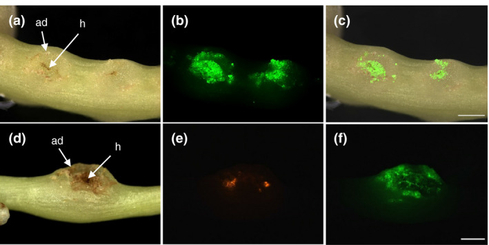 FIGURE 3