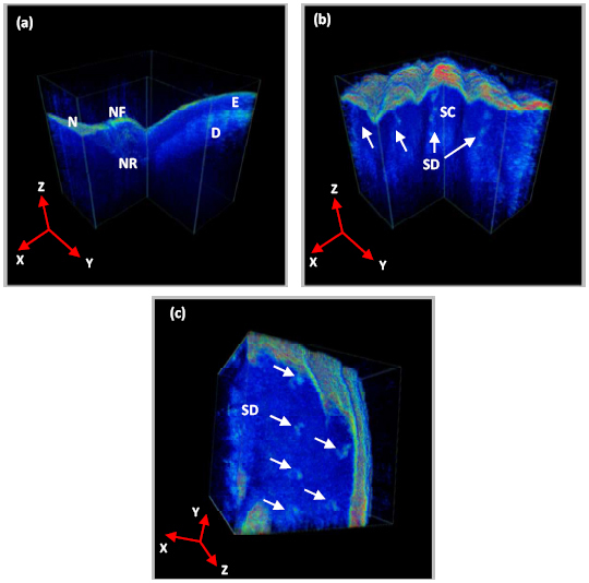 Fig. 10