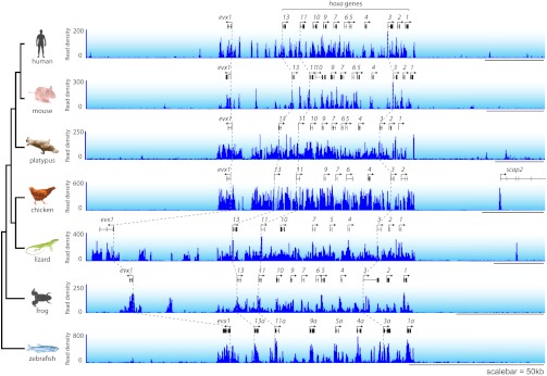 Figure 7—figure supplement 1.