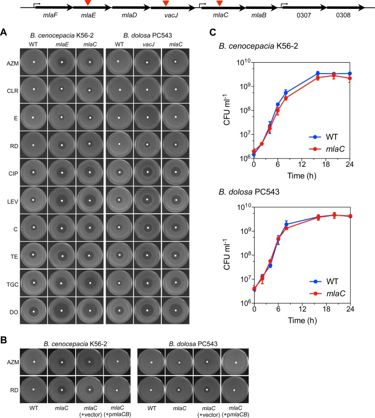 FIG 3