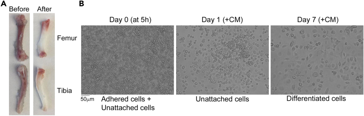 Figure 1