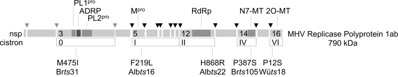 FIG 1 