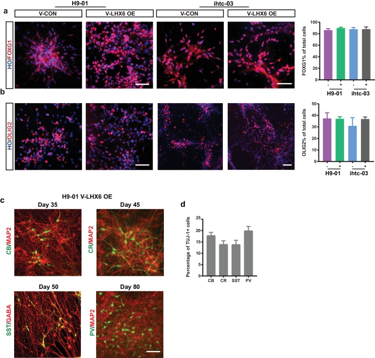 Figure 3—figure supplement 1.