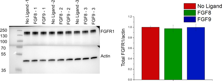 Figure 5—figure supplement 1.