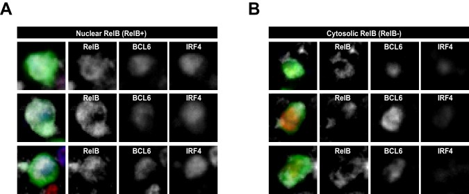 Figure 1—figure supplement 2.