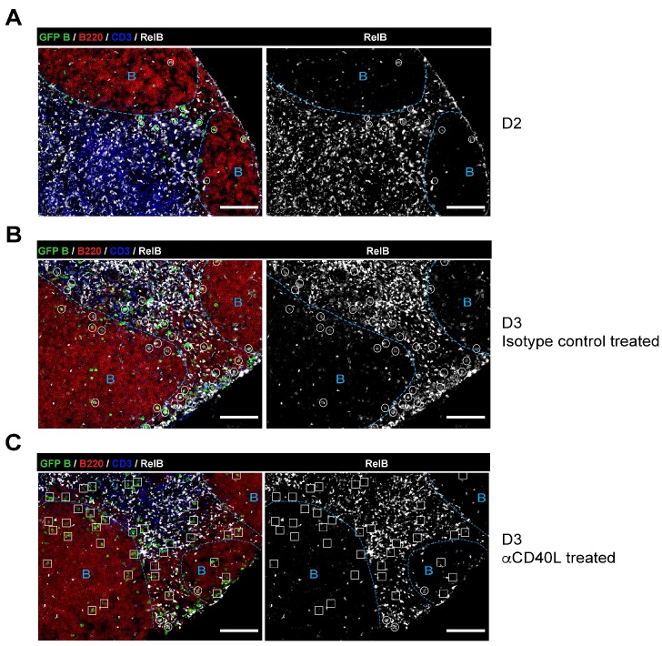 Figure 1—figure supplement 1.