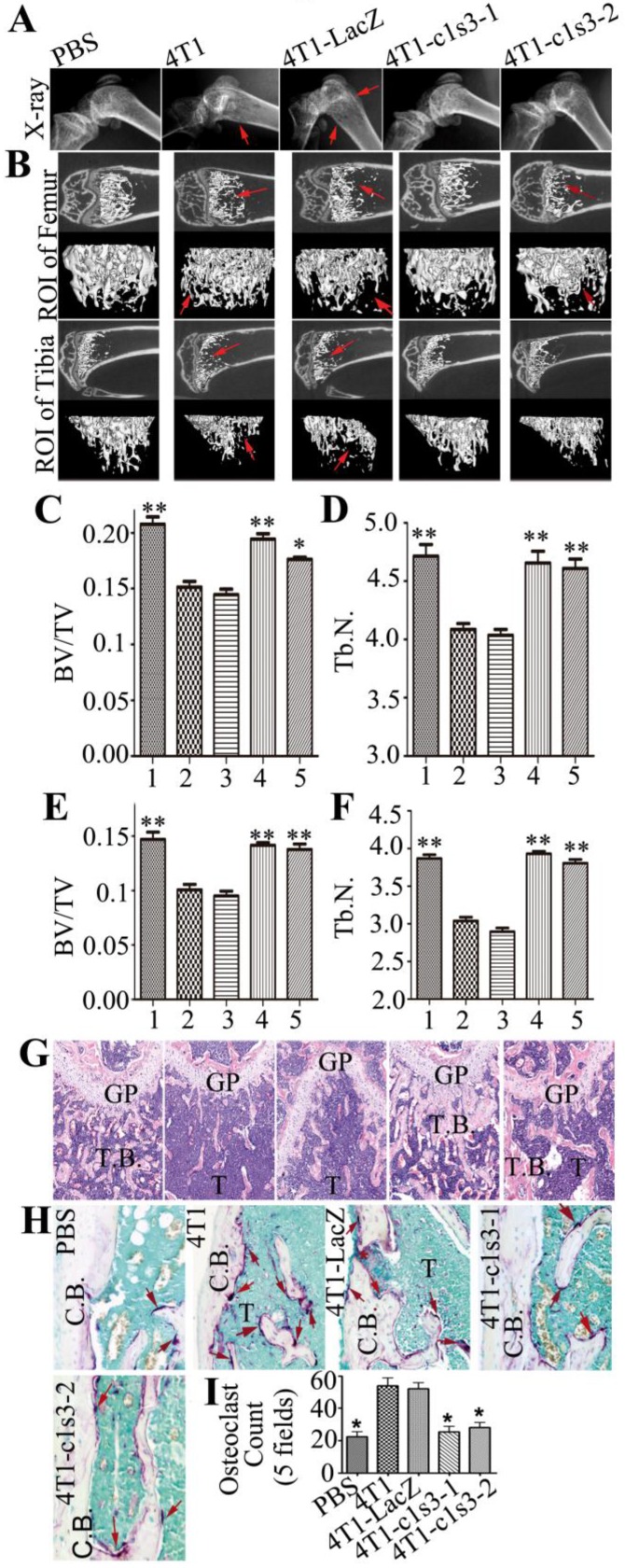 Fig 5