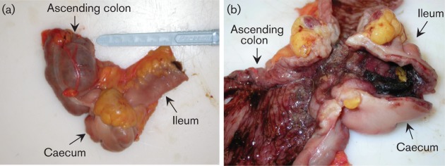 Fig. 3. 