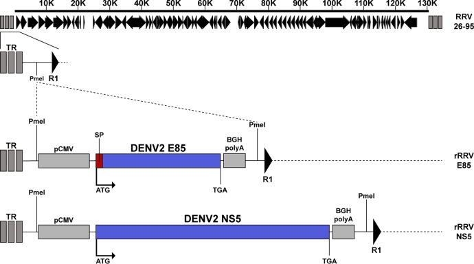 FIG 1