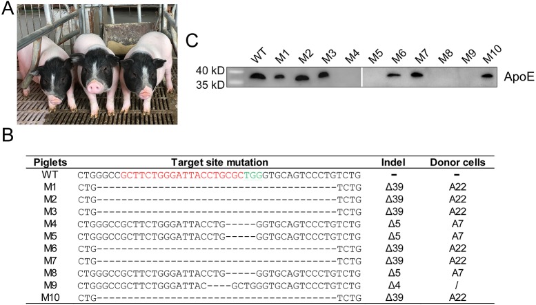 Fig. 2.