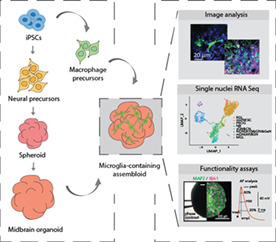 graphic file with name GLIA-70-1267-g003.jpg