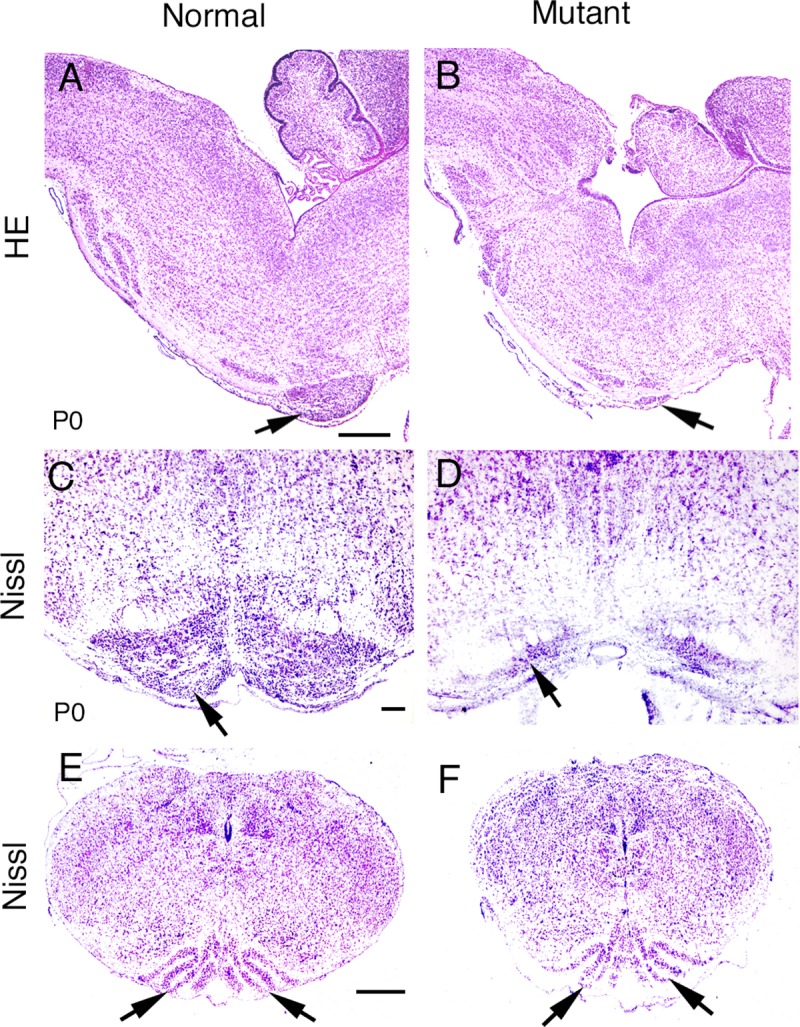 Fig 4