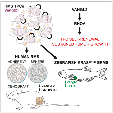 graphic file with name nihms-997890-f0001.jpg