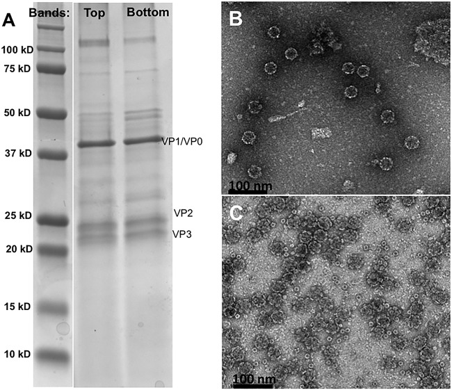 FIG 2