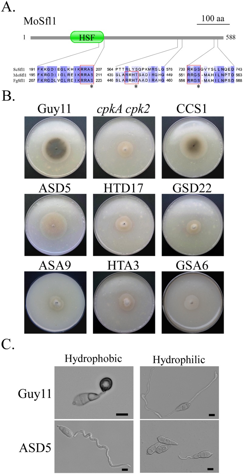 Fig 7