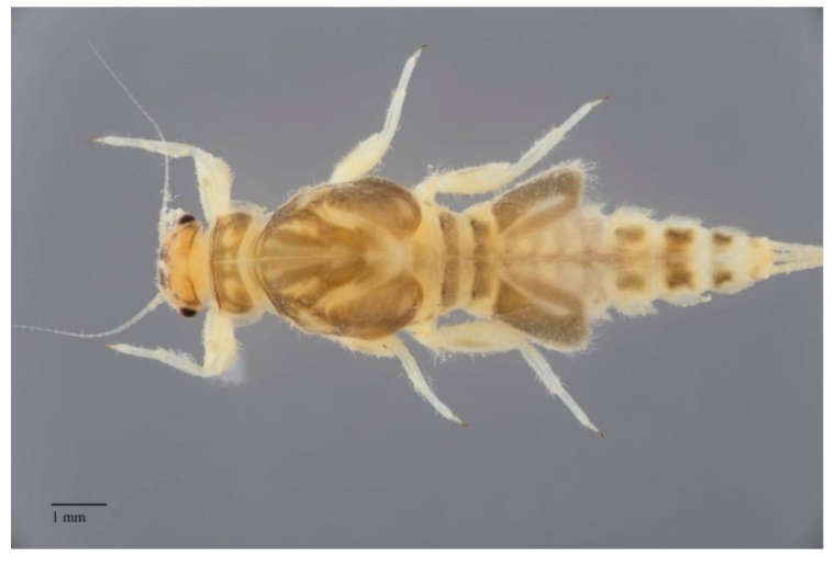 Figure 9