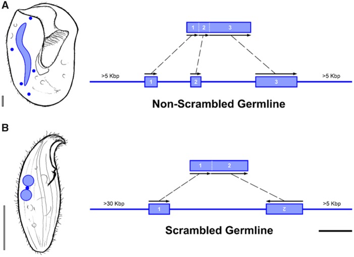 Fig. 5.