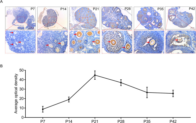 Fig. 8