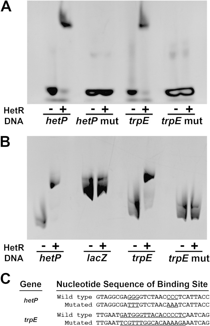 FIG 1