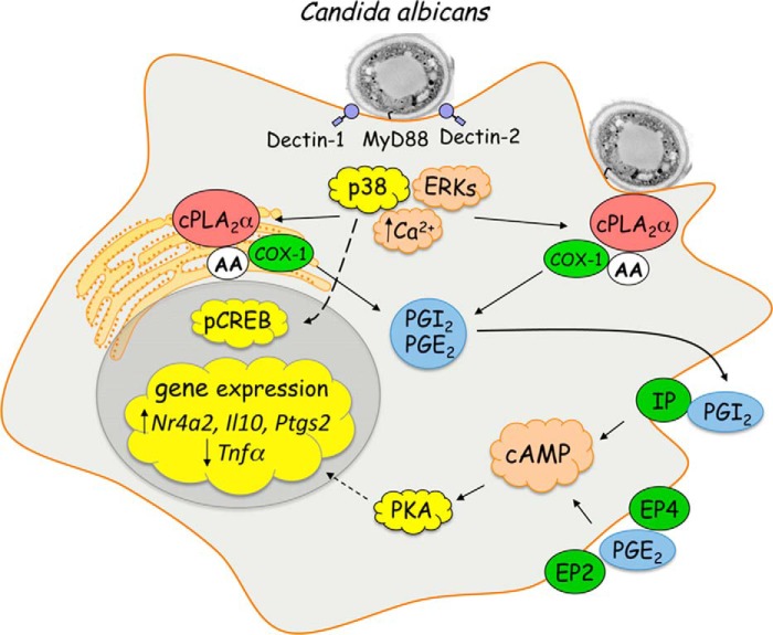 FIGURE 12.