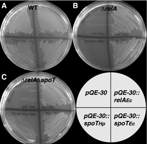 FIG. 3.