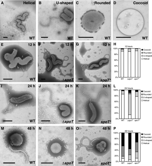 FIG. 5.