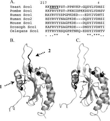 FIGURE 1.