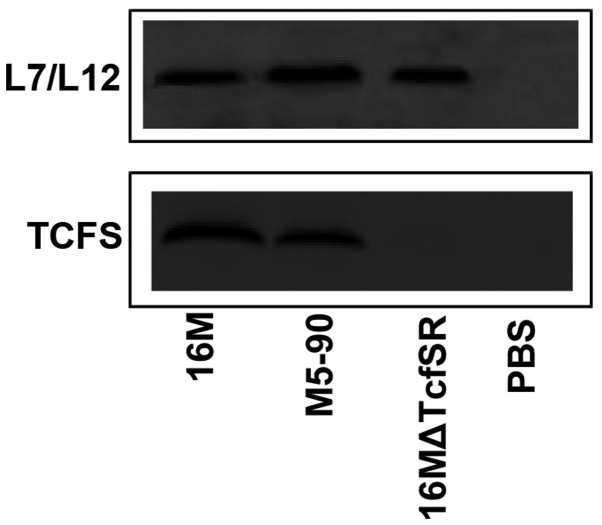 Figure 5.