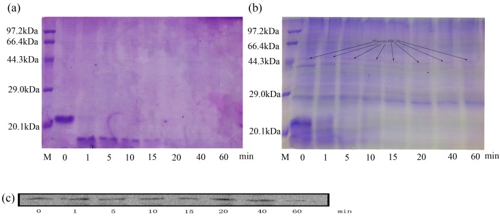 Figure 11