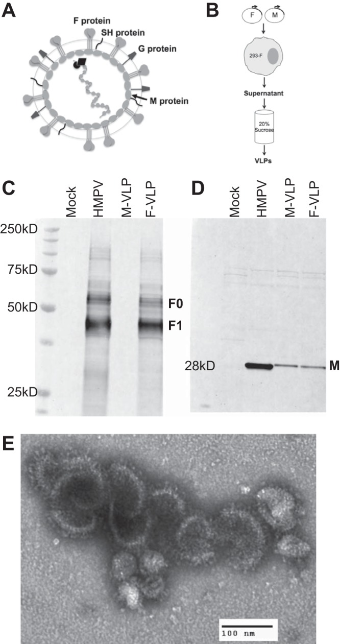 FIG 1