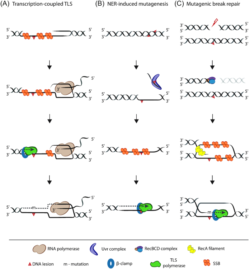 Figure 3.