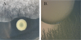 FIG 2