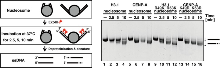 Fig 7