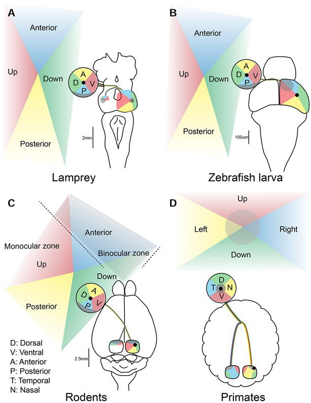 Figure 2: