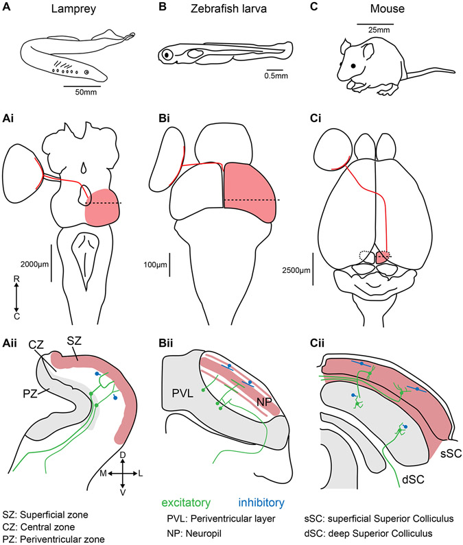 Figure 1: