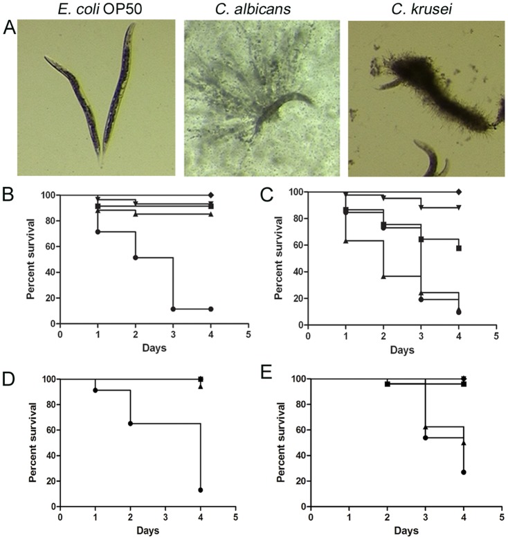 Figure 10