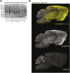 Figure 1—figure supplement 2.