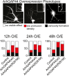 Figure 1—figure supplement 6.