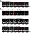 Figure 2—figure supplement 2.