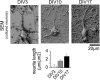Figure 1—figure supplement 4.
