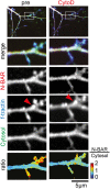 Figure 5—figure supplement 1.