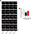 Figure 2—figure supplement 4.