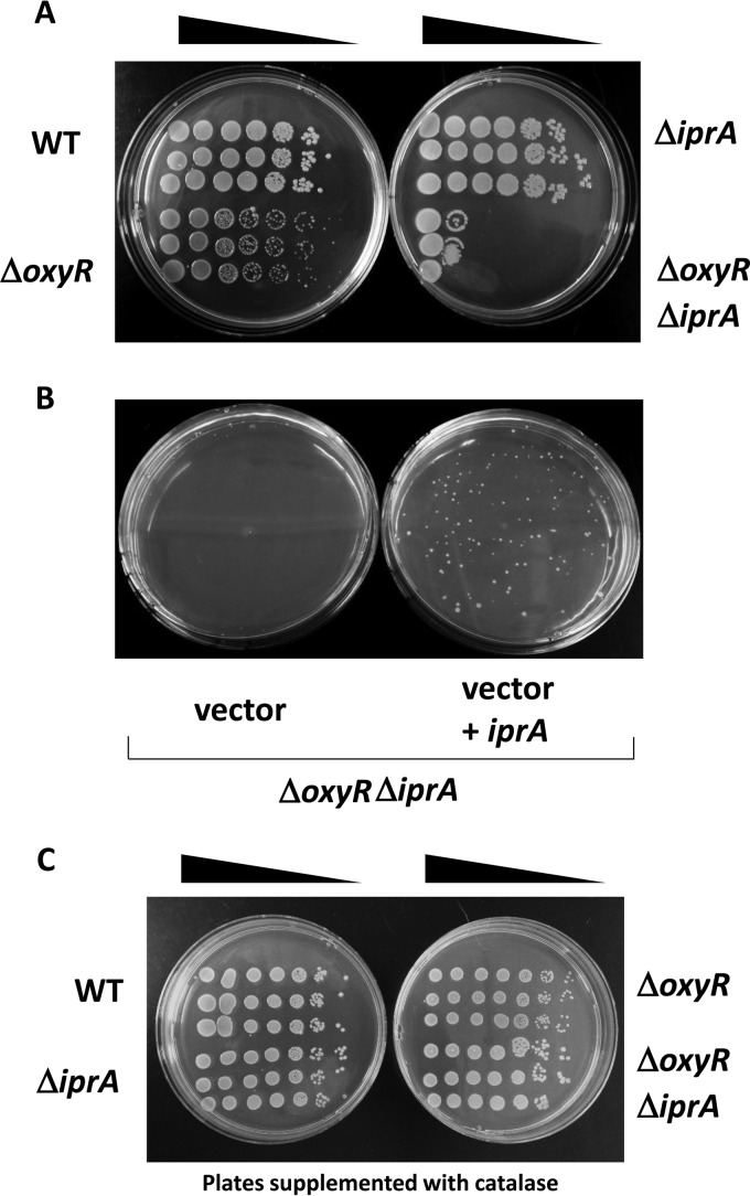 FIG 7