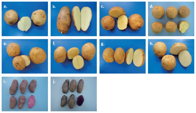 Fig. 5