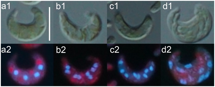 Fig 5