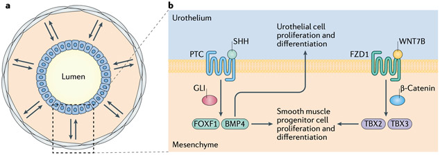 Roles for urothelium in normal and aberrant urinary tract development - PMC