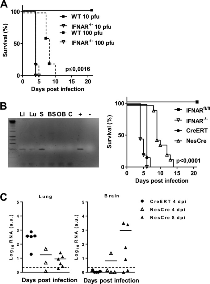 FIG 6