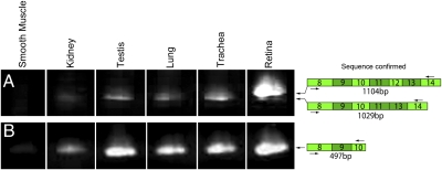 Fig. 8.